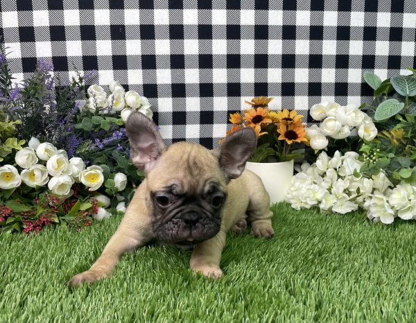 Tisha The French Bulldog - Image 4