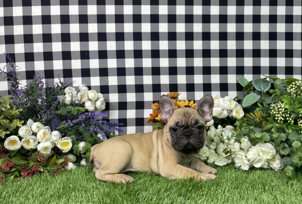 Tisha The French Bulldog