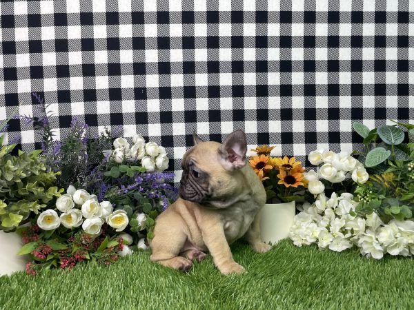 Tisha The French Bulldog - Image 6