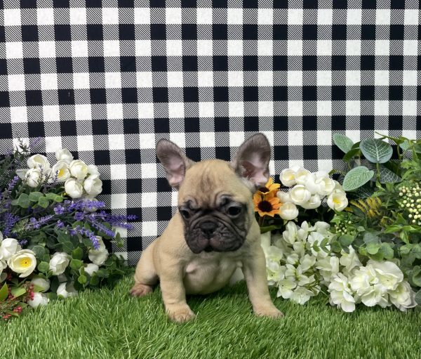 Tisha The French Bulldog - Image 7