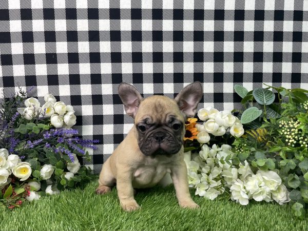 Tisha The French Bulldog - Image 8