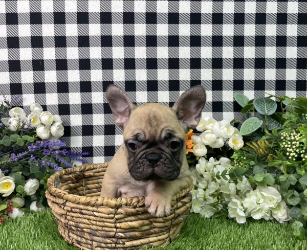 Tisha The French Bulldog - Image 9