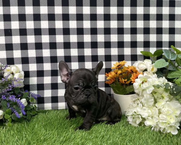 Tiana The French Bulldog - Image 11