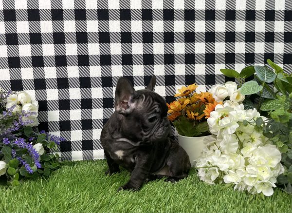 Tiana The French Bulldog - Image 9