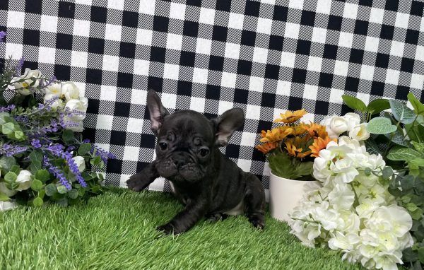 Tiana The French Bulldog - Image 10