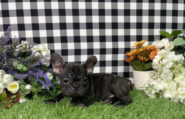 Tiana The French Bulldog - Image 8