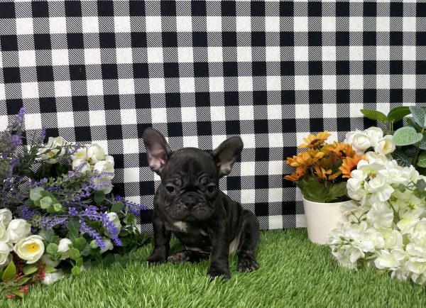 Tiana The French Bulldog - Image 7