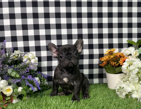 Tiana The French Bulldog - Image 6