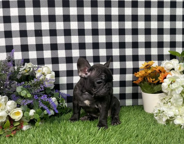 Tiana The French Bulldog - Image 5