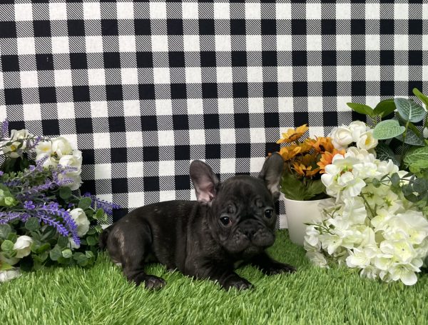 Tiana The French Bulldog - Image 4