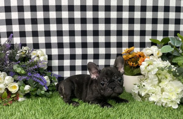 Tiana The French Bulldog