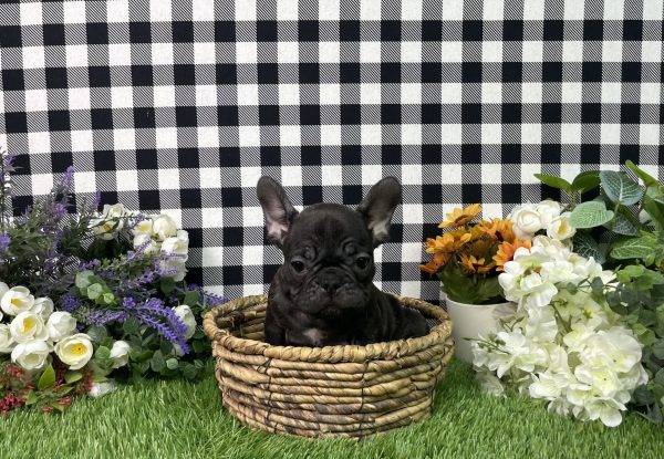 Tiana The French Bulldog - Image 3