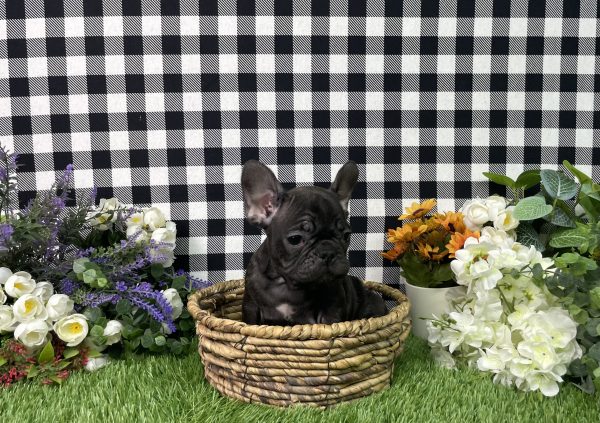 Tiana The French Bulldog - Image 2