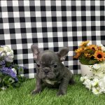 Bella The French Bulldog - Image 8