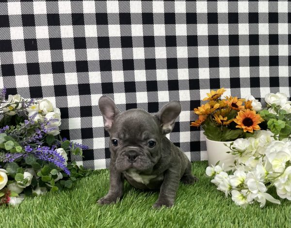 Bella The French Bulldog - Image 8
