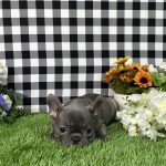 Bella The French Bulldog - Image 9