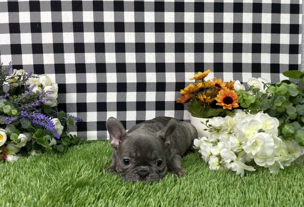 Bella The French Bulldog - Image 9