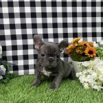 Bella The French Bulldog