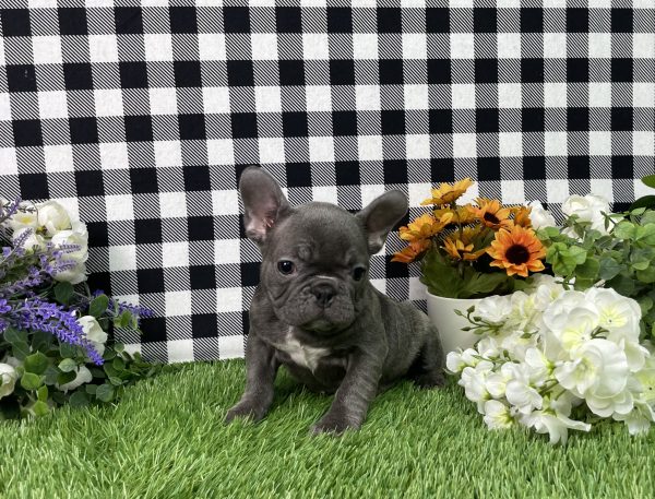 Bella The French Bulldog