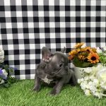 Bella The French Bulldog - Image 7