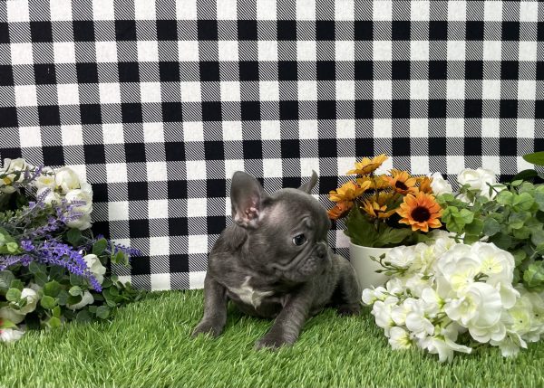 Bella The French Bulldog - Image 7