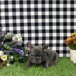 Bella The French Bulldog - Image 6