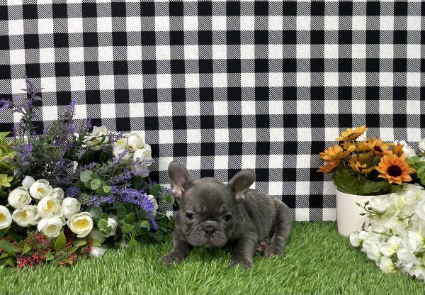 Bella The French Bulldog - Image 6