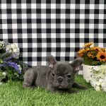Bella The French Bulldog - Image 5