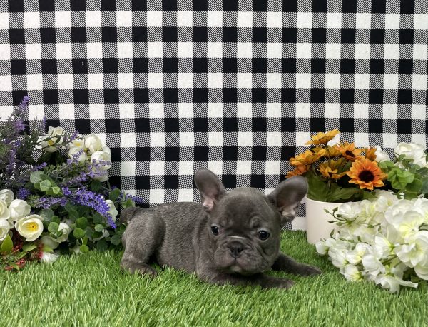 Bella The French Bulldog - Image 5