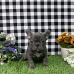 Bella The French Bulldog - Image 4
