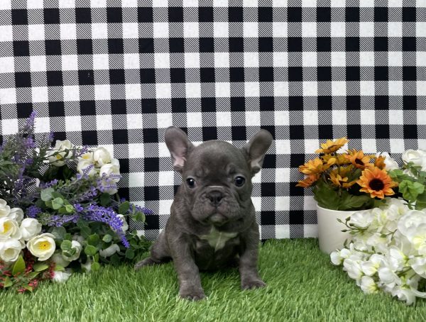 Bella The French Bulldog - Image 4