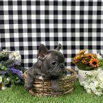 Bella The French Bulldog - Image 3