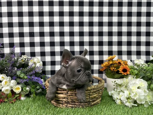 Bella The French Bulldog - Image 3