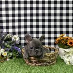 Bella The French Bulldog - Image 2