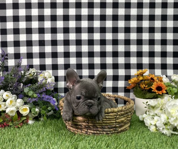 Bella The French Bulldog - Image 2