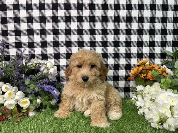Ames The Goldendoodle