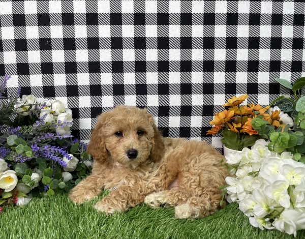 Ames The Goldendoodle - Image 2