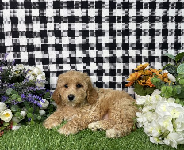 Ames The Goldendoodle - Image 3