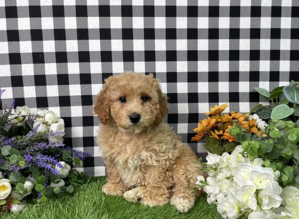 Ames The Goldendoodle - Image 4