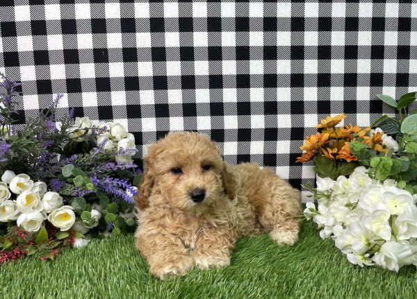 Ames The Goldendoodle - Image 5