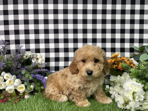 Ames The Goldendoodle - Image 6