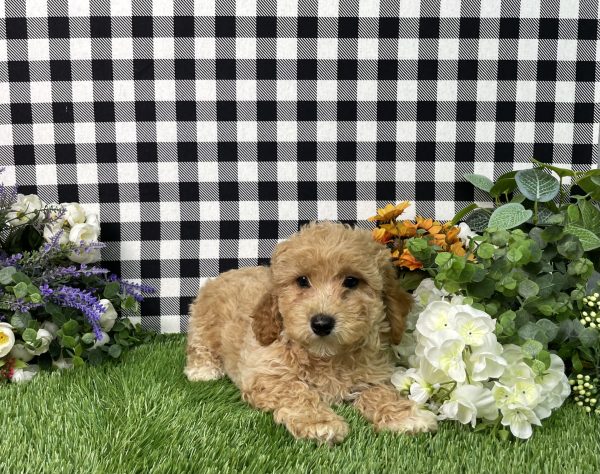 Ames The Goldendoodle - Image 7