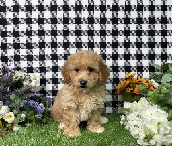 Ames The Goldendoodle - Image 8