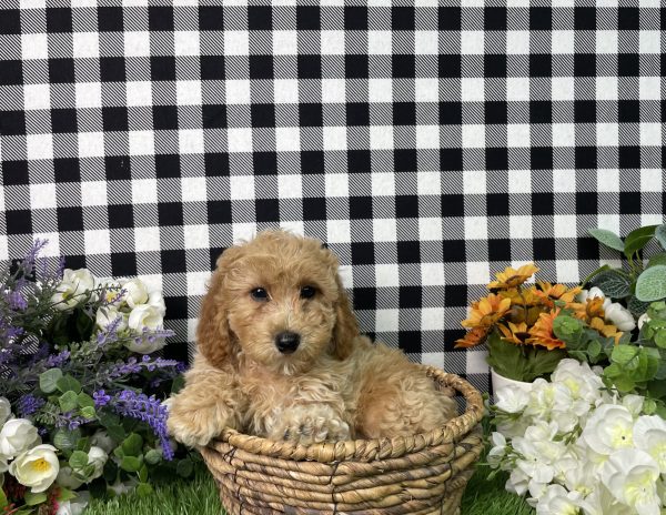Ames The Goldendoodle - Image 9