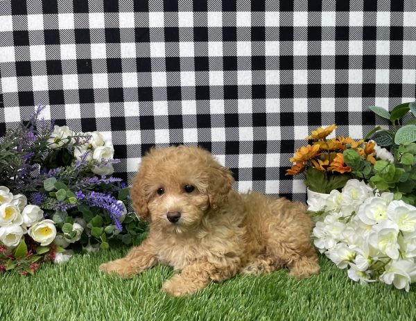 Ashley The Goldendoodle - Image 3