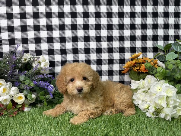 Ashley The Goldendoodle - Image 2