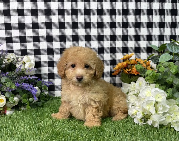 Ashley The Goldendoodle