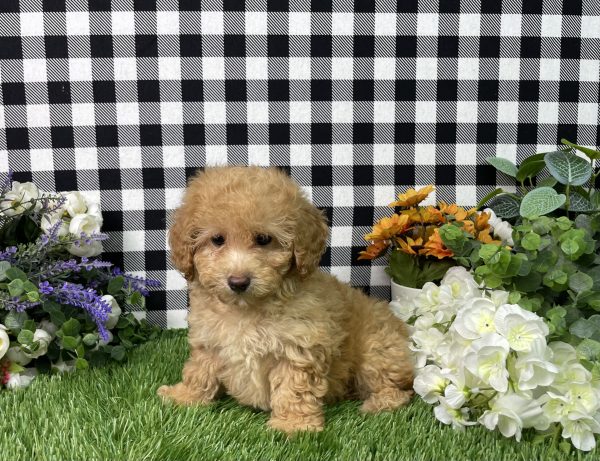 Ashley The Goldendoodle - Image 4