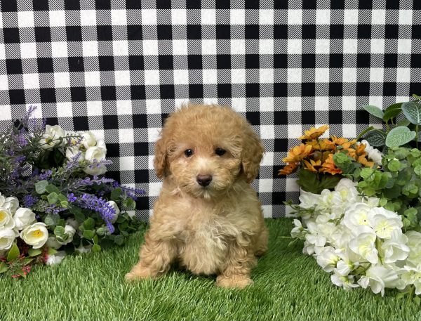 Ashley The Goldendoodle - Image 5