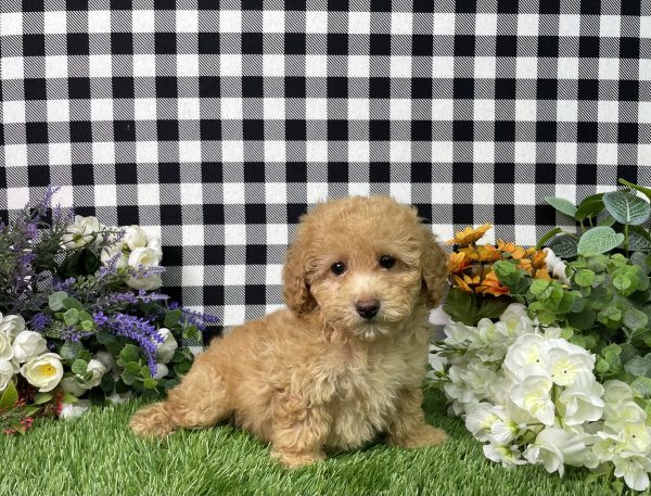 Ashley The Goldendoodle - Image 7